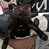 cat, black_cat, pet, animal, feline, lying_down, upside_down, stretching, tongue_out, fluffy, bed, blanket, indoor, cozy, paw, fur, relaxed, curtain, yellow_eyes, home