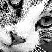 Moon a rejoint le concours — aidez-le/la à gagner de superbes lots ! cat, close_up, black_and_white, fur, whiskers, eyes, nose, portrait, animal, pet, face, mammal, cute, feline, texture, detail, macro, indoor, soft_light, focus