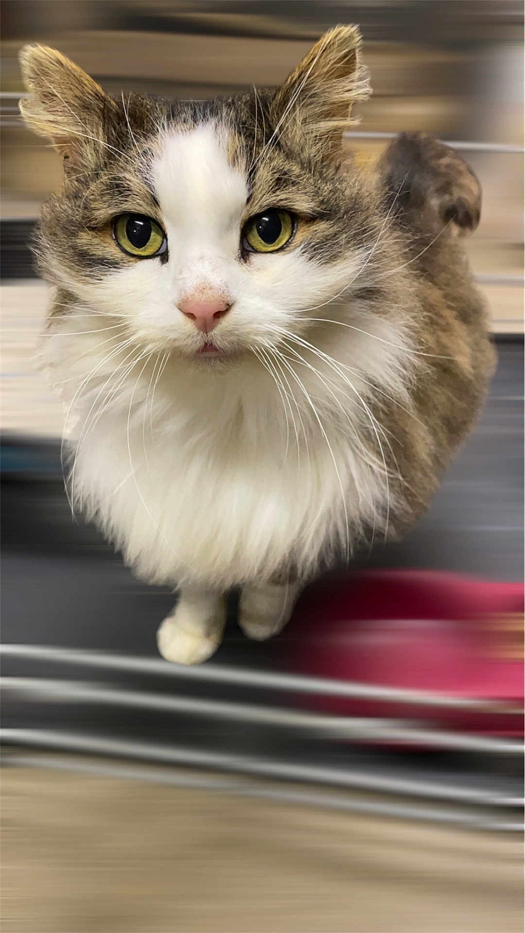 Clémentine participe au concours pour gagner de l'argent avec cette photo : cat, fluffy, white, brown, yellow_eyes, whiskers, pet, animal, cute, feline, close_up, looking_up, indoors, soft_fur, portrait, domestic_cat, curious, small_paws, blurred_background, adorable