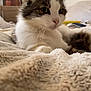 Clémentine participe au concours pour gagner de l'argent avec cette photo : cat, fluffy, white, brown, pet, animal, indoor, blanket, cozy, fur, relaxed, laying, portrait, domestic, whiskers, ears, closeup, soft, furniture, home