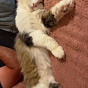 Clémentine participe au concours pour gagner de l'argent avec cette photo : cat, fluffy, relaxed, lying_down, pink_blanket, cozy, indoor, pet, fur, sleepy, whiskers, paw, cute, domestic_animal, resting, feline, soft, comfort, closeup, mammal