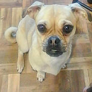 Bboop joined the competition — help win amazing prizes! dog, small_dog, tan_dog, pet, indoor, wooden_floor, floor, looking_up, cute, animal, canine, sitting, eyes, face, mouth, ears, tail, fur, companion, domestic