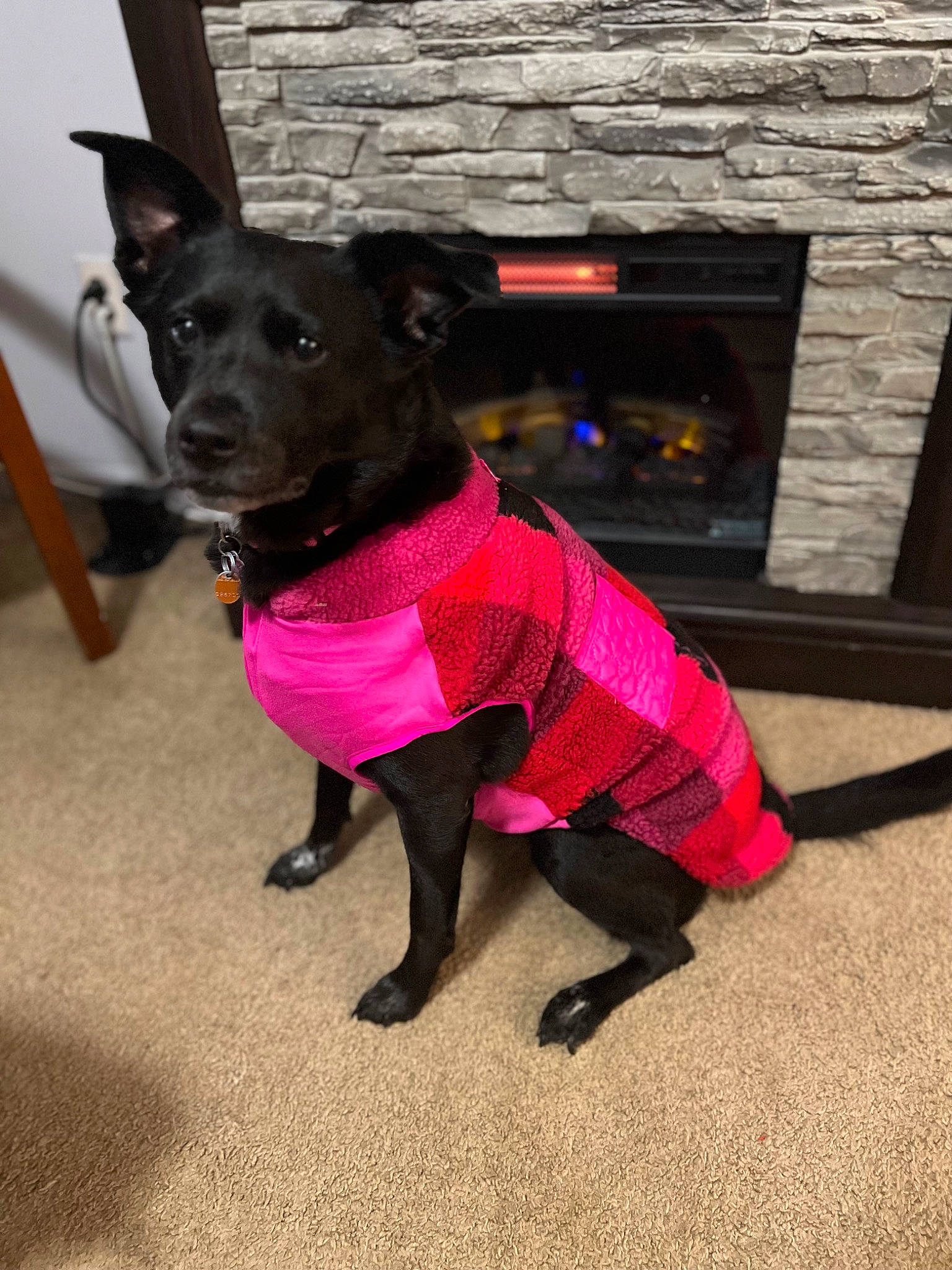Aubree is registered to the contest to win money with this photo: brick, carnivore, collar, companion_dog, dog, dog_breed, dog_clothes, dog_collar, dog_supply, fashion_accessory, fawn, leash, magenta, pet_supply, snout, sporting_group, tail, toy_dog, whiskers, working_animal