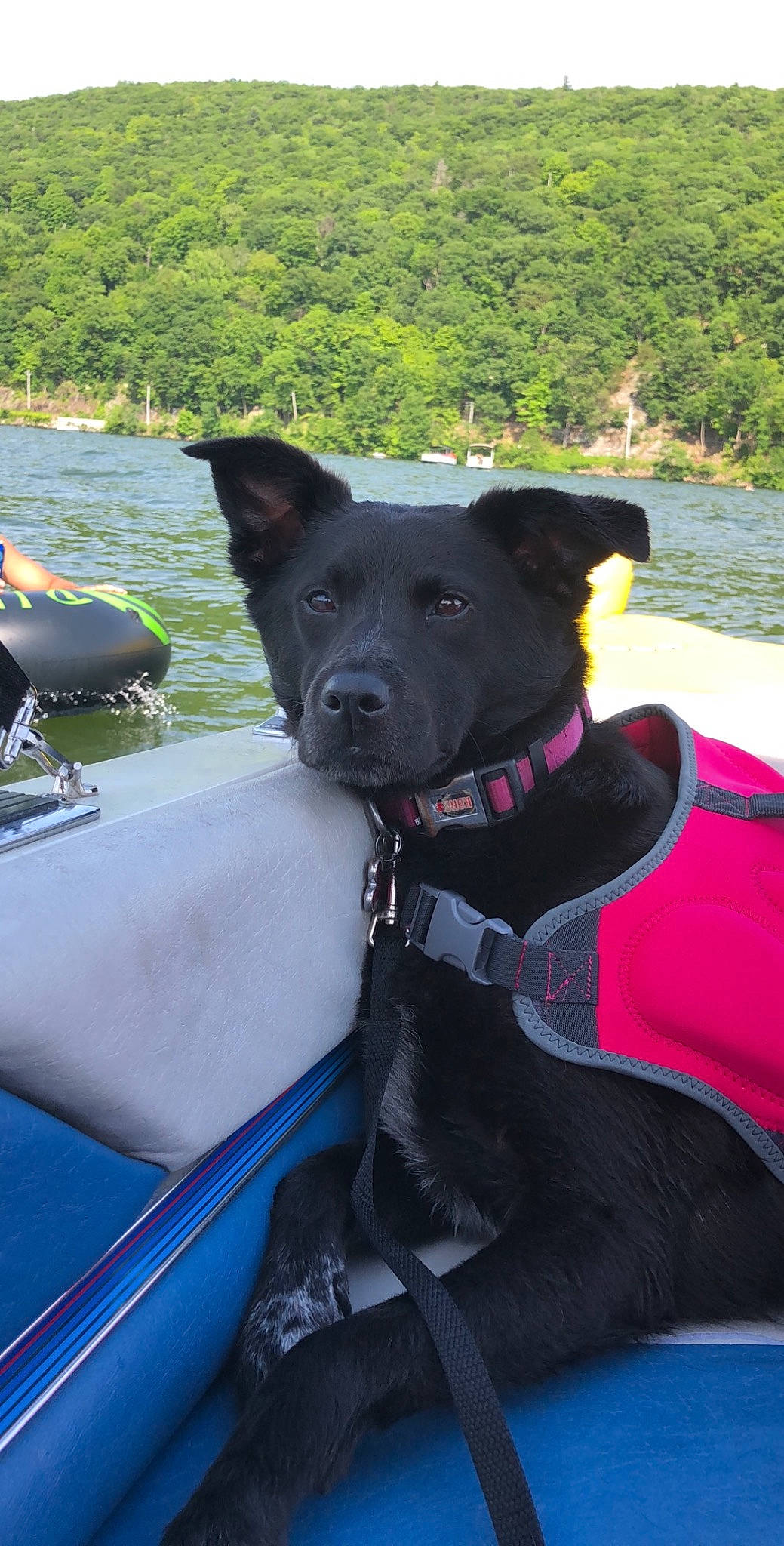 Aubree is registered to the contest to win money with this photo: boat, boats_and_boating_equipment_and_supplies, canidae, carnivore, collar, companion_dog, dog, dog_breed, dog_collar, electric_blue, lake, leisure, personal_protective_equipment, plant, recreation, sporting_group, tree, vehicle, water, working_animal