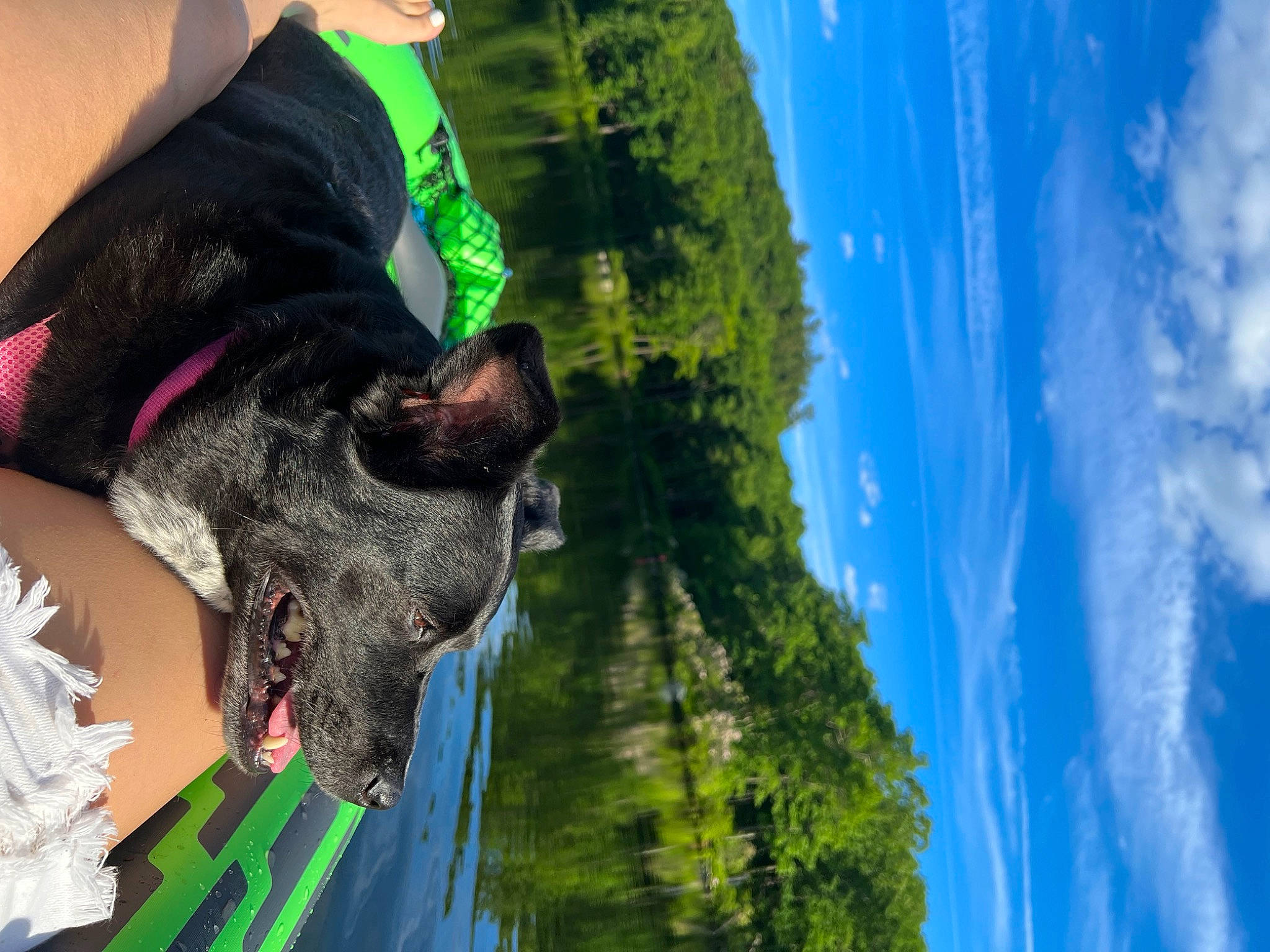 Aubree is registered to the contest to win money with this photo: carnivore, cloud, collar, companion_dog, dog, dog_breed, dog_collar, fawn, fun, gesture, grass, green, leash, leisure, plant, sky, snout, tree, water, working_animal