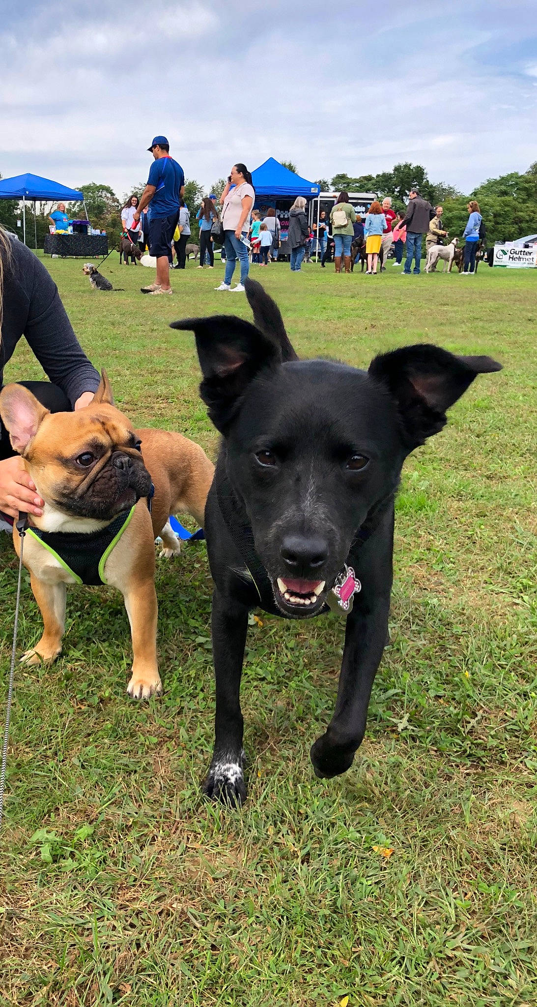 Aubree joined the competition — help win amazing prizes! blue, carnivore, cloud, collar, companion_dog, dog, dog_breed, dog_collar, fawn, grass, guard_dog, leash, plant, recreation, sky, snout, sporting_group, tail, tree, working_animal