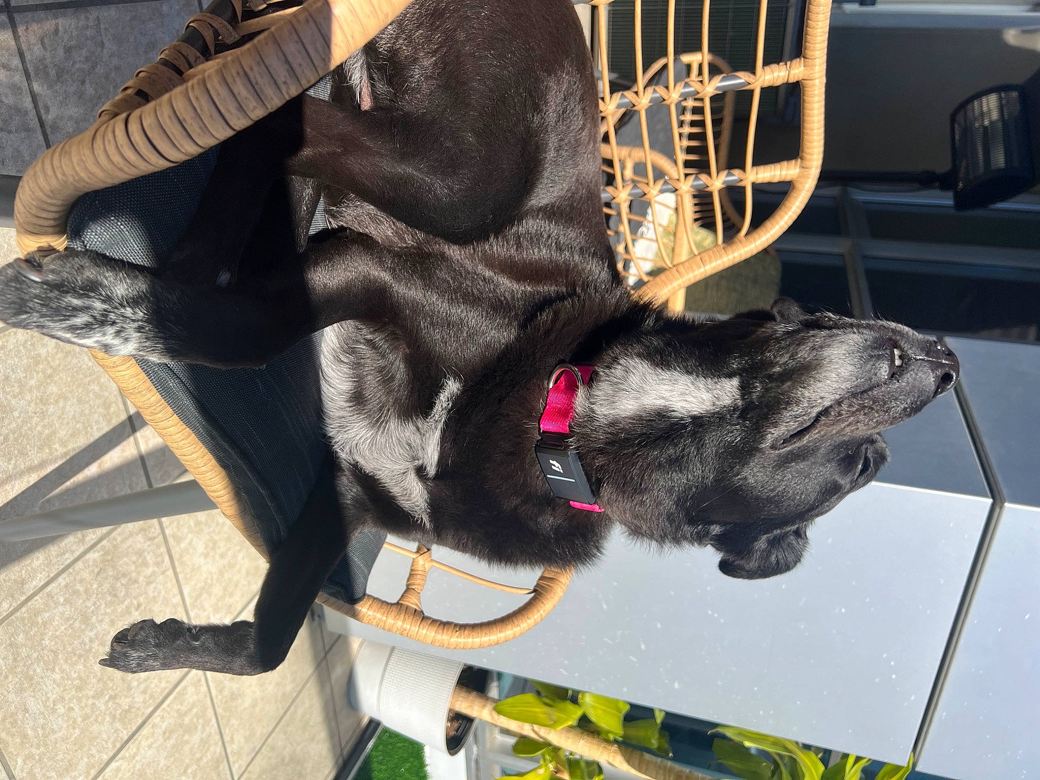 Aubree is registered to the contest to win money with this photo: canidae, carnivore, collar, dog, dog_breed, dog_collar, dog_supply, fawn, fender, fur, guard_dog, pet_supply, snout, sporting_group, tail, vehicle, vehicle_door, vertebrate, working_animal, working_dog