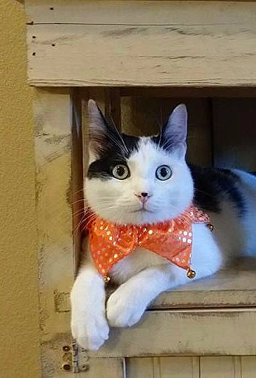 Jingles is registered to the contest to win money with this photo: art, box, cardboard, carmine, carnivore, cat, domestic_short_haired_cat, eye, fawn, felidae, fur, iris, paper_product, shelf, small_to_medium_sized_cats, snout, tail, whiskers, window, wood