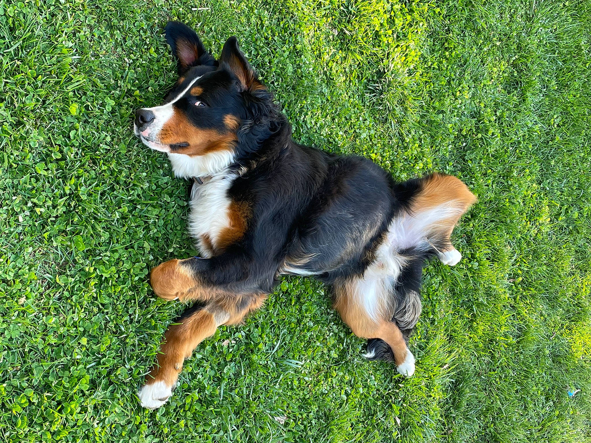 Zeus Maximus joined the competition — help win amazing prizes! canidae, carnivore, companion_dog, dog, dog_breed, grass, hound, hunting_dog, plant, sharing, snout, sporting_group, tail, terrestrial_animal, working_dog