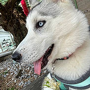 Una participe au concours pour gagner de l'argent avec cette photo : accessories, animal, bodypart, canine, dog, eskimodog, husky, mouth, nature, outdoors, path, person, pet, puppy, rock, slate, snow, strap, walkway, whitedog