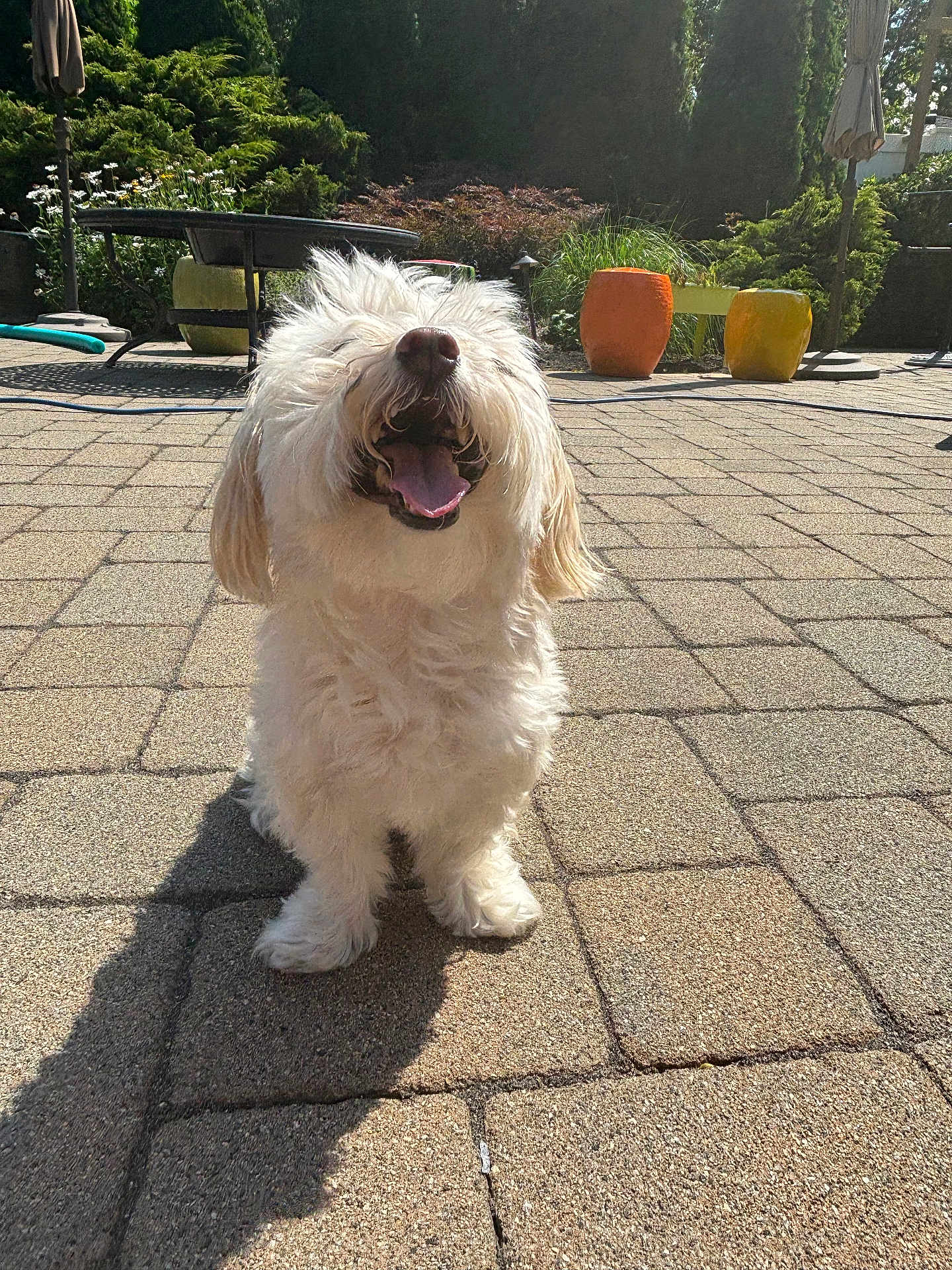 Rocco Taco is registered to the contest to win money with this photo: dog, white_dog, fluffy, happy, tongue_out, outdoor, patio, paved_ground, shadow, sunlight, plants, greenery, flower_pots, smiling, pet, canine, nature, daytime, leisure, garden
