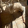 Rocco Taco is registered to the contest to win money with this photo: dog, leash, tile_floor, shadow, sunlight, indoor, furniture_leg, white_fur, pet, curious, small_dog, floor, home, animal, domestic, canine, light_and_shadow, quiet, cozy, morning_light