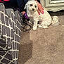 Rocco Taco is registered to the contest to win money with this photo: dog, white_dog, carpet, person, hand, purple_slippers, red_black_sweater, cushion, patterned_cushion, furniture, ornate_furniture, indoor, pet, domestic, animal, floor, sitting, fur, cute, companion