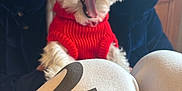 Rocco Taco joined the competition — help win amazing prizes! dog, yawning, red_sweater, white_fur, person, indoor, casual_clothing, knees, black_jacket, wooden_door, closeup, pet, companion, cozy, cute, fur, animal, mouth_open, portrait, human