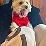 dog, yawning, red_sweater, white_fur, person, indoor, casual_clothing, knees, black_jacket, wooden_door, closeup, pet, companion, cozy, cute, fur, animal, mouth_open, portrait, human