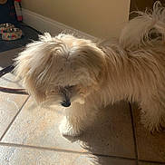 Rocco Taco joined the competition — help win amazing prizes! dog, fluffy, white, pet, indoor, tile_floor, shadow, sunlight, animal, fur, small_dog, cute, companion, domestic, home, paw, mammal, canine, adorable, standing