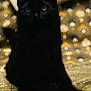 Sola a rejoint le concours — aidez-le/la à gagner de superbes lots ! animal, black_cat, cat, closeup, cute, domestic_cat, ears, feline, fur, golden_background, indoor, mystery, pet, portrait, shadow, sitting, soft_focus, texture, whiskers, yellow_eyes