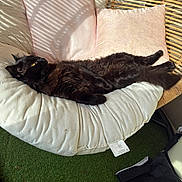 Sola a rejoint le concours — aidez-le/la à gagner de superbes lots ! animal, black_cat, cat, chair, comfortable, cozy, cushion, domestic_animal, feline, fur, green_grass, home, indoor, lounging, pet, relaxing, resting, shadow, sunlight, wicker