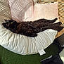 animal, black_cat, cat, chair, comfortable, cozy, cushion, domestic_animal, feline, fur, green_grass, home, indoor, lounging, pet, relaxing, resting, shadow, sunlight, wicker