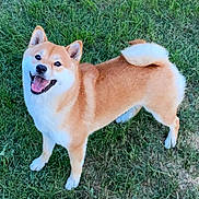 Raika a rejoint le concours — aidez-le/la à gagner de superbes lots ! dog, shiba_inu, grass, outdoor, pet, animal, canine, smiling, happy, fur, tail, ears, standing, mammal, cute, friendly, nature, daylight, playful, tongue