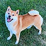 dog, shiba_inu, grass, outdoor, pet, animal, canine, smiling, happy, fur, tail, ears, standing, mammal, cute, friendly, nature, daylight, playful, tongue
