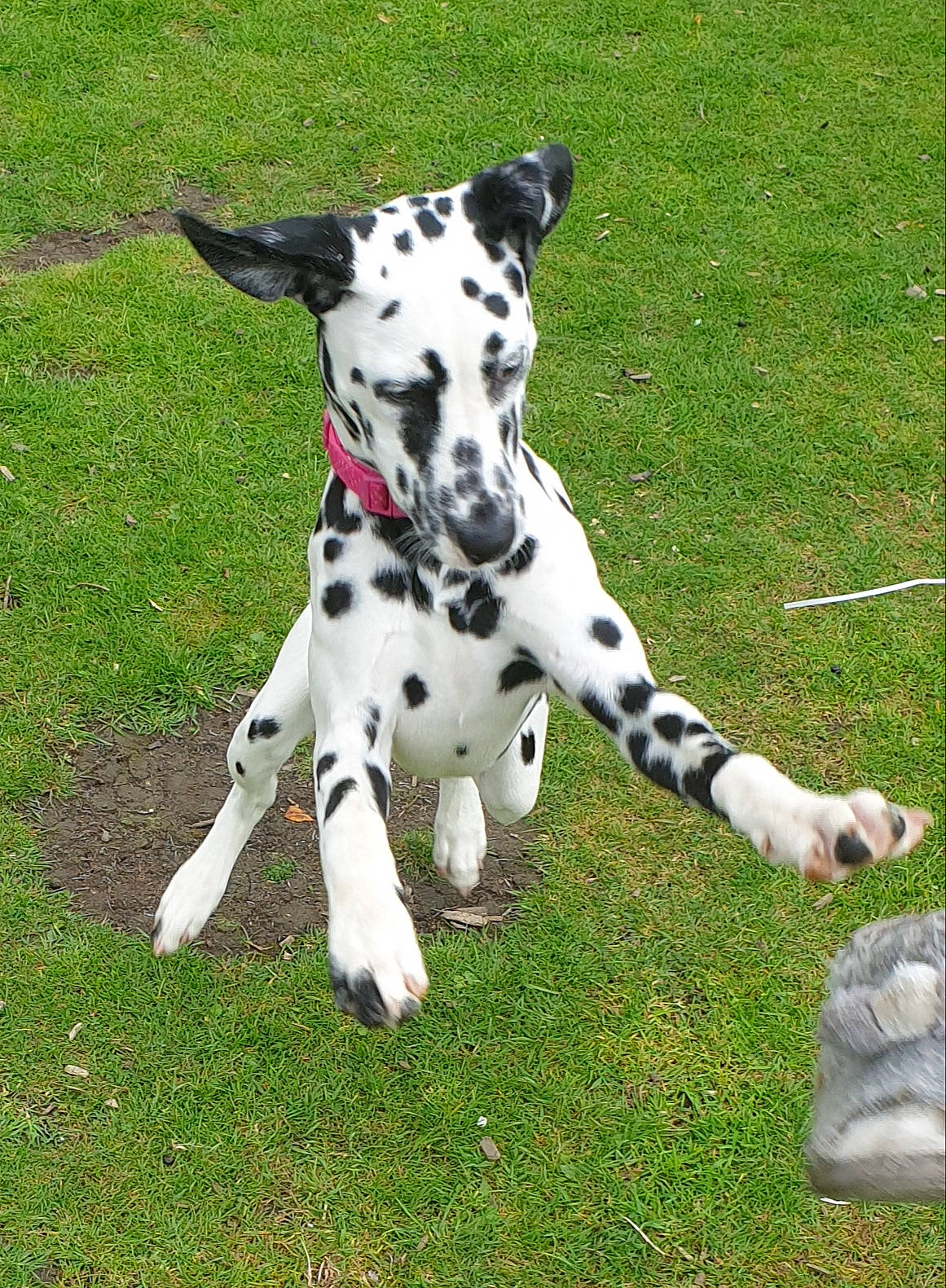 Lola is registered to the contest to win money with this photo: canidae, carnivore, companion_dog, dalmatian, dog, dog_breed, fawn, grass, great_dane, mammal, non_sporting_group, snout, sporting_group, tail, vertebrate