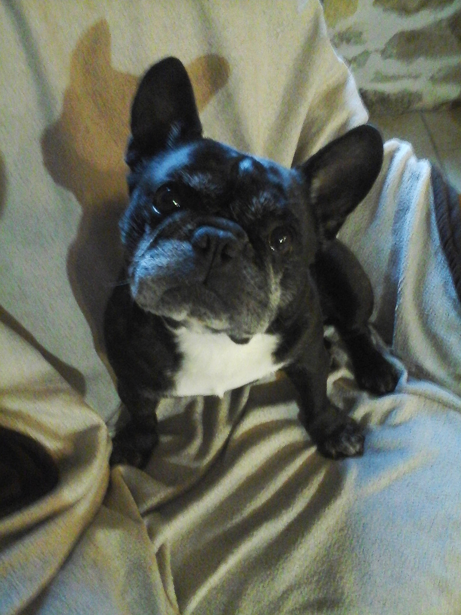 Calvin participe au concours pour gagner de l'argent avec cette photo : canidae, carnivore, comfort, companion_dog, dog, dog_breed, ear, fawn, fur, linens, mammal, non_sporting_group, snout, sporting_group, terrestrial_animal, toy_dog, vertebrate, whiskers, working_animal, wrinkle