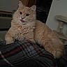 Biscuit joined the competition — help win amazing prizes! cat, feline, indoor, fluffy, beige, tongue_out, blanket, plaid, resting, pet, cozy, fur, animal, cute, domestic, relaxed, home, cat_tree, appliance, room