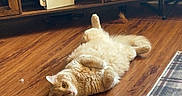 Biscuit joined the competition — help win amazing prizes! animal, cabinet, cat, cozy, curious, domestic_cat, floor, fur, furniture, guitar, home, indoor, living_room, orange_cat, pet, plants, playful, relaxed, rug, wooden_floor