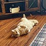 Biscuit joined the competition — help win amazing prizes! cat, orange_cat, wooden_floor, cabinet, plants, guitar, rug, indoor, pet, furniture, relaxed, curious, cozy, home, floor, animal, fur, playful, living_room, domestic_cat