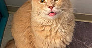 Biscuit is registered to the contest to win money with this photo: cat, orange_cat, fluffy, pet, indoor, curious, tail, floor_mat, marble_floor, ears, whiskers, sitting, looking_up, feline, cute, domestic_cat, animal, fur, golden_eyes, mouth_open
