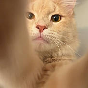Biscuit is registered to the contest to win money with this photo: cat, ginger_cat, close_up, curious, whiskers, indoor, feline, pet, fur, nose, eyes, paw, blur, cute, animal, portrait, focus, playful, domestic_cat, soft