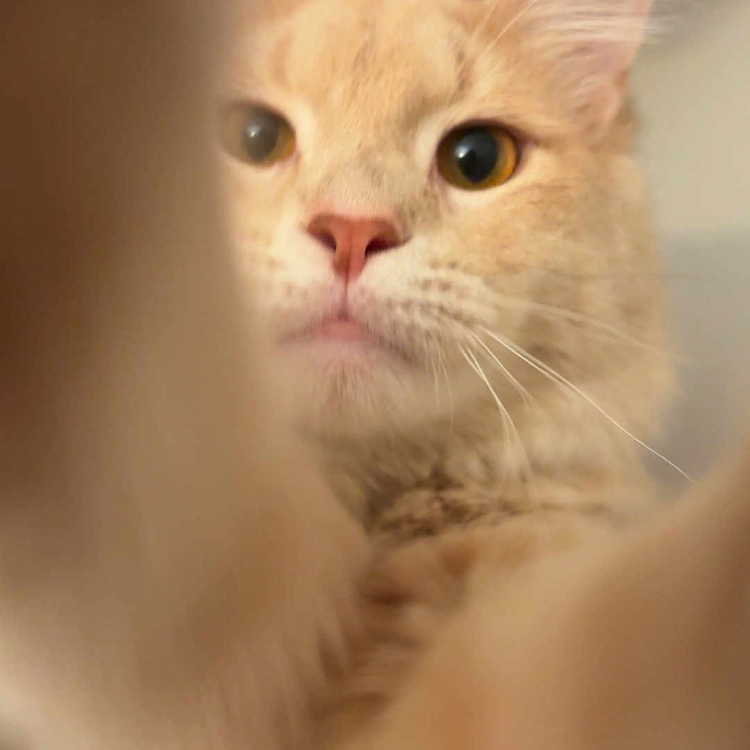 Biscuit is registered to the contest to win money with this photo: cat, ginger_cat, close_up, curious, whiskers, indoor, feline, pet, fur, nose, eyes, paw, blur, cute, animal, portrait, focus, playful, domestic_cat, soft