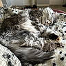 Bella joined the competition — help win amazing prizes! animal, bed, blanket, cat, cozy, cute, domestic, fluffy, fur, gray, indoor, nap, paw, pet, relaxed, resting, sleeping, tabby, tail, whiskers
