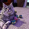cat, tabby, gray_cat, pet, indoor, carpet, toy, colorful_toys, playful, curious, feline, cute, animal, whiskers, ears, closeup, portrait, relaxed, soft_lighting, domestic_cat