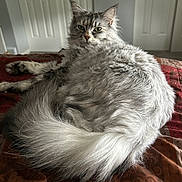 Bella joined the competition — help win amazing prizes! animal, bedspread, cat, cozy, ears, feline, fluffy, fur, gray, green_eyes, home, indoor, long_hair, lying_down, pet, portrait, relaxed, resting, tail, whiskers