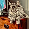 cat, long_hair, feline, pet, indoor, wooden_dresser, television, fluffy, paw, relaxed, portrait, animal, mammal, domestic_cat, whiskers, ears, fur, sitting, looking_away, household