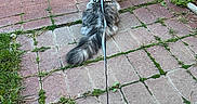 Bella is registered to the contest to win money with this photo: animal, back_view, brick_path, cat, curious, daylight, exploring, fluffy_cat, fur, gray_cat, greenery, harness, leash, moss, nature, outdoor, pet, sitting, stone_wall, walking