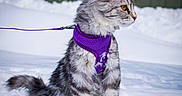 Bella joined the competition — help win amazing prizes! cat, tabby, snow, purple_harness, leash, outdoor, animal, pet, fur, winter, curious, sitting, amber_eyes, fluffy, nature, cold, explorer, feline, profile, background_blur