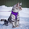 cat, tabby, snow, purple_harness, leash, outdoor, animal, pet, fur, winter, curious, sitting, amber_eyes, fluffy, nature, cold, explorer, feline, profile, background_blur