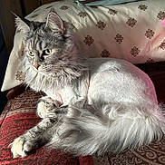 Bella is registered to the contest to win money with this photo: cat, fluffy, shaved, pet, animal, indoor, resting, cushion, patterned, fur, tail, ears, whiskers, green_eyes, feline, relaxed, light, shadow, closeup, sofa