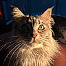 Bella joined the competition — help win amazing prizes! animal, cat, close_up, cute, domestic_cat, ears, eye, face, feline, fluffy, fur, indoor, long_hair, muzzle, nose, pet, portrait, shadow, warm_light, whiskers