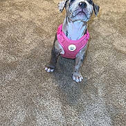 Mayaluna is registered to the contest to win money with this photo: puppy, dog, pink_harness, carpet, indoor, pet, animal, cute, brown, white, small_dog, sitting, looking_up, young_dog, domestic_animal, adorable, fur, ears, nose, paws