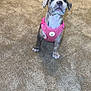 puppy, dog, pink_harness, carpet, indoor, pet, animal, cute, brown, white, small_dog, sitting, looking_up, young_dog, domestic_animal, adorable, fur, ears, nose, paws