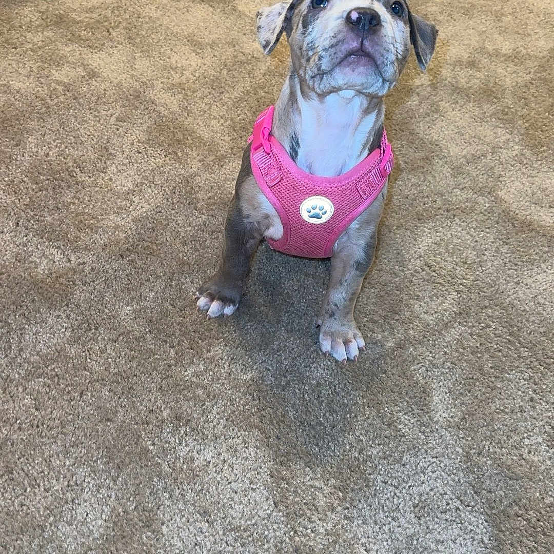 Mayaluna is registered to the contest to win money with this photo: adorable, animal, brown, carpet, cute, dog, domestic_animal, ears, fur, indoor, looking_up, nose, paws, pet, pink_harness, puppy, sitting, small_dog, white, young_dog