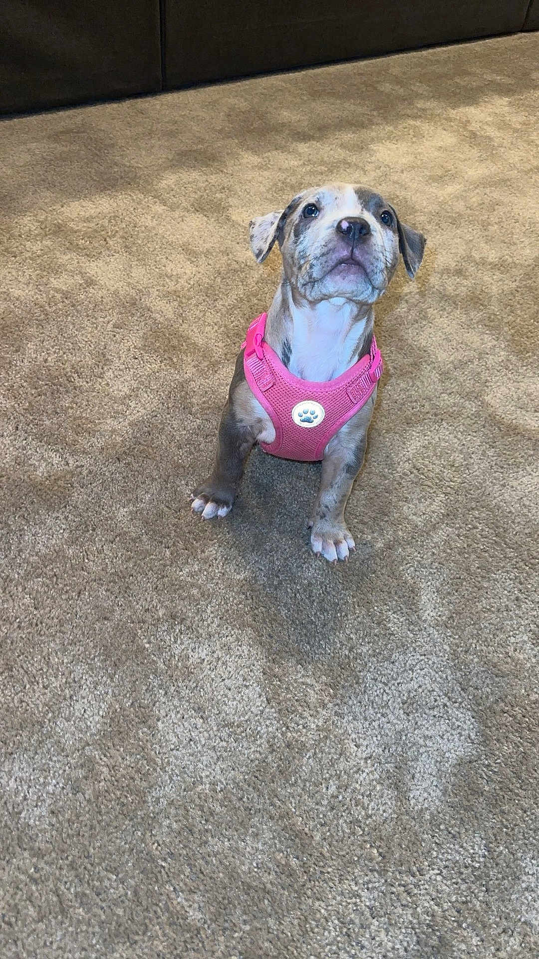 Mayaluna is registered to the contest to win money with this photo: puppy, dog, pink_harness, carpet, indoor, pet, animal, cute, brown, white, small_dog, sitting, looking_up, young_dog, domestic_animal, adorable, fur, ears, nose, paws
