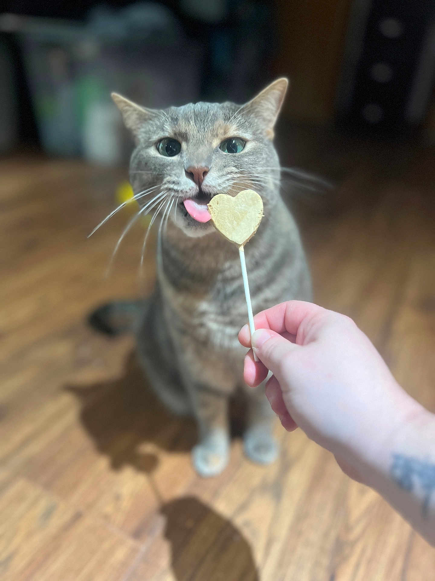 Ember joined the competition — help win amazing prizes! cat, tongue, heart_shaped_treat, hand, wooden_floor, indoor, pet, curious, close_up, whiskers, feline, domestic_cat, blurred_background, cute, playful, animal, food, focus_on_subject, shadow, person