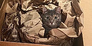 Ember is registered to the contest to win money with this photo: cat, cardboard_box, packing_paper, curious, indoors, pet, animal, feline, wide_eyes, nest, cozy, carpet, household, container, brown, crumpled_paper, box, sitting, looking, cute