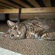 Ember joined the competition — help win amazing prizes! cat, tabby, pet, animal, indoor, carpet, furniture, lying_down, closeup, whiskers, ears, green_eyes, fur, relaxed, domestic_cat, cute, cozy, soft_light, home, curious