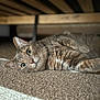 cat, tabby, pet, animal, indoor, carpet, furniture, lying_down, closeup, whiskers, ears, green_eyes, fur, relaxed, domestic_cat, cute, cozy, soft_light, home, curious